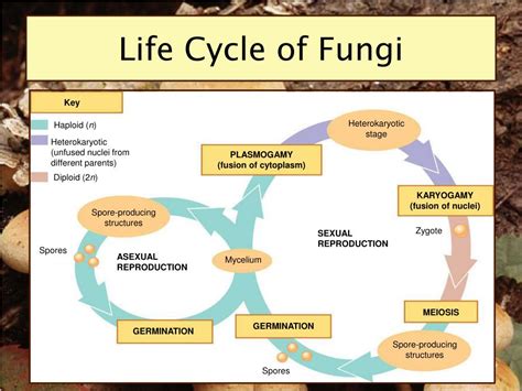 Fungi Life Cycle