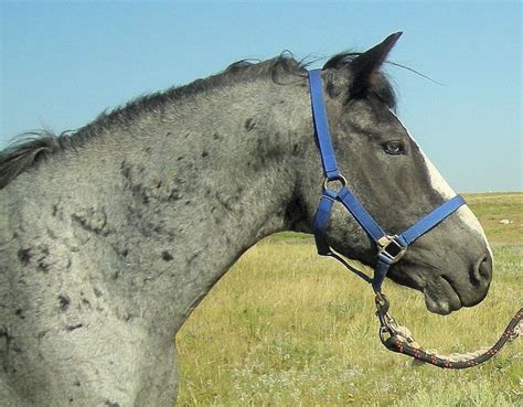 Blue Eye Roan Nokota Sources Vary On The Etymology Of The Breeds Name