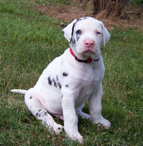 Puppyfinder.com is your source for finding an ideal great dane puppy for sale in usa. All White Great Dane Puppies - Goldenacresdogs.com