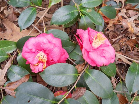 Gold Hill Plant Farm Camellias In December And January In Alabama