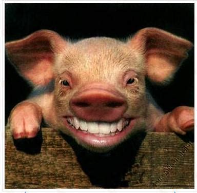 Sebuah rakaman video yang menunjukkan seekor babi hutan berada dalam sebuah pasar raya di sini, viral di laman sosial facebook, sejak pagi tadi. Istilah Lain Nama Babi - Islam Is Great