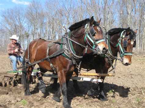 Harrowing A 20 Acre Csa Garden With Draft Horses Of Cedar Knoll Farm