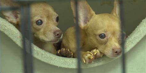 Number Of Chihuahuas Dumped In Branson Area Keeps Growing