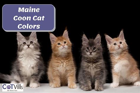 Red Maine Coon Cat