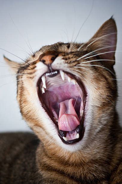 Royalty Free Cat Teeth Pictures Images And Stock Photos Istock