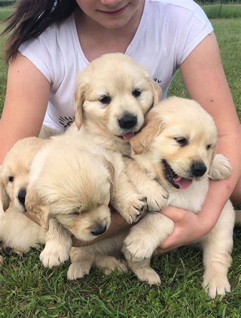Favorite this post jun 5 Golden Retriever Puppies Male And Female Available Now To ...