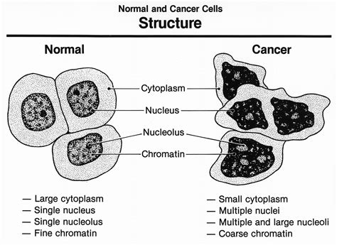 Differences Between Normal Cells And Cancer Cells Health