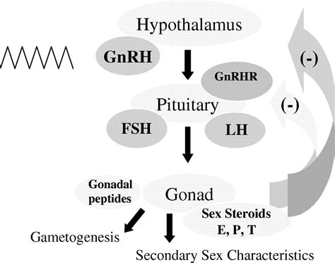 Gonadotropin Releasing Hormone Analogue - cloudshareinfo
