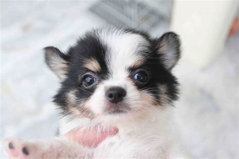 Lovelypuppy Blackwhite Long Coat Chihuahua