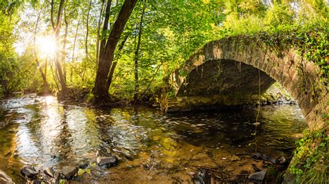 Old Bridge Over A Creek In The Forest Stock Photo Download Image Now