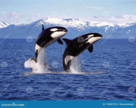 Killer Whale Jumping Out Of Water Stock Photography
