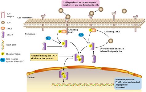Frontiers The Role Of IL JAK STAT Signaling Pathway In Cancers
