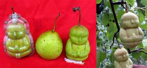 how do they make buddha shaped pears in china