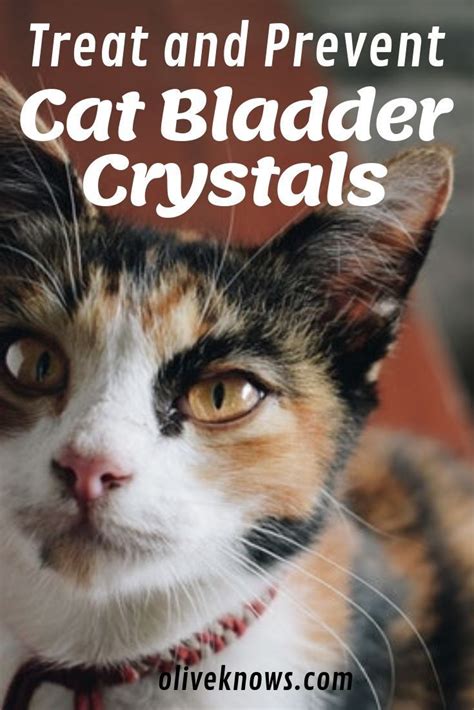 How To Treat And Prevent Cat Bladder Crystals Oliveknows Cat Care