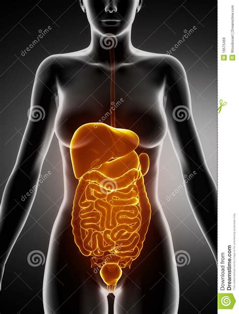 See only vectors or all resources. Female Abdominal Organs Royalty Free Stock Images - Image: 19575469