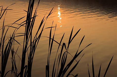 Best River Reeds Stock Photos Pictures And Royalty Free Images Istock