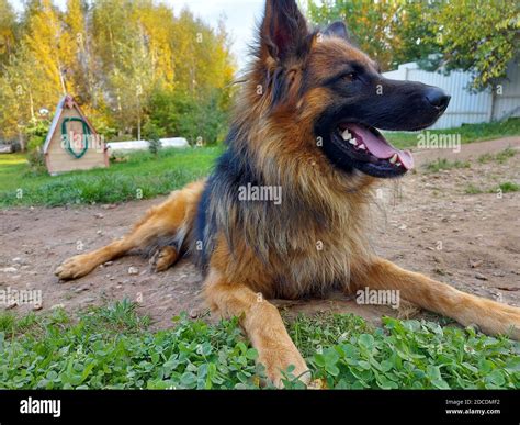 Purebred German Shepherd Dog In Full Growth Stock Photo Alamy