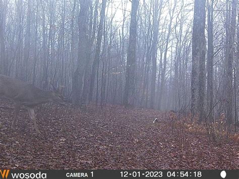Survivors Last Two Cameras Deer Hunting Hunting New York Ny