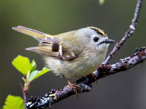 10 Of The Worlds Smallest Birds Earth Wonders