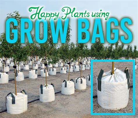 Mckay Green Tips Happy Plants Using Grow Bags