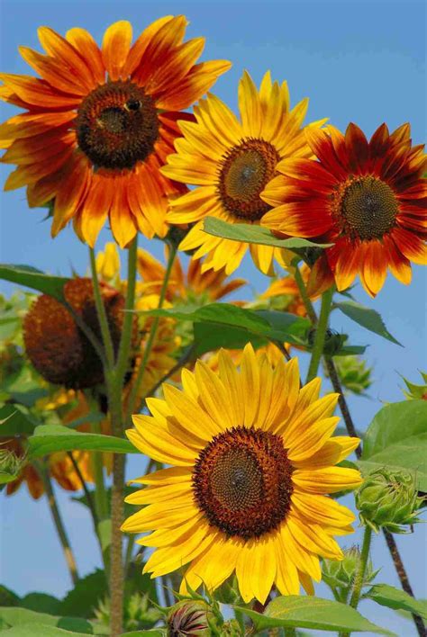 Sensational Sunflowers More Shapes Sizes Colors