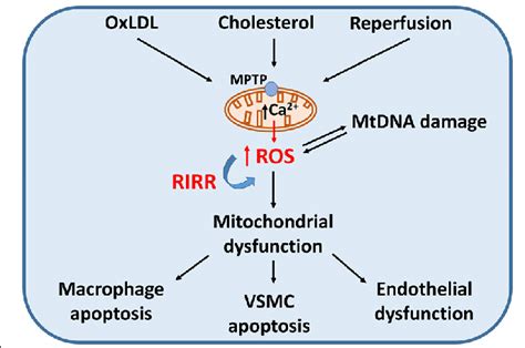 the role of mitochondrial dysfunction in promoting atherosclerosis download scientific diagram