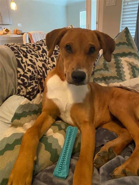 The boil alert for north fort worth has been lifted. Fort Worth Abandoned Animal Alliance - 9,061 Photos - Pet ...
