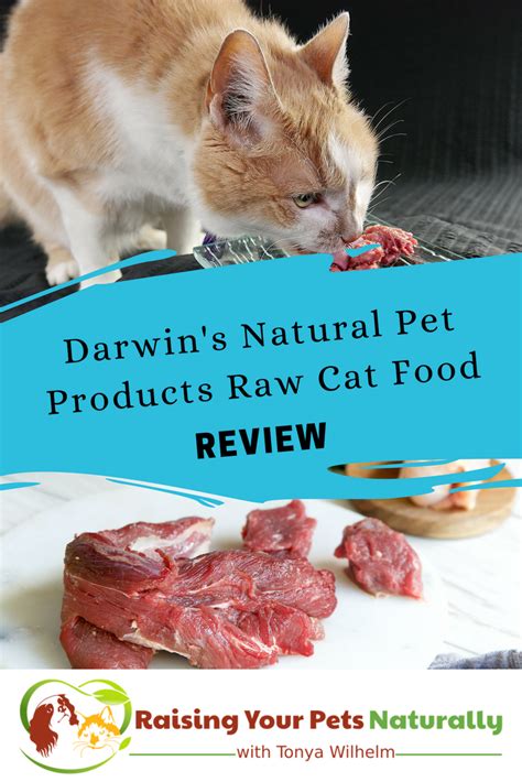 Best Raw Cat Food Brands For Indoor Cats Darwins Natural Pet