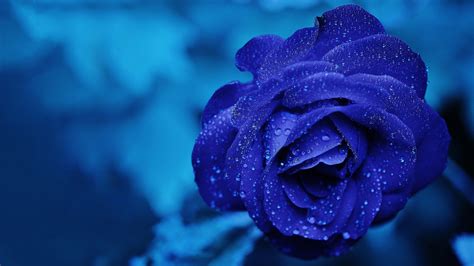 Free Blue Rose Chromebook Wallpaper Ready For Download