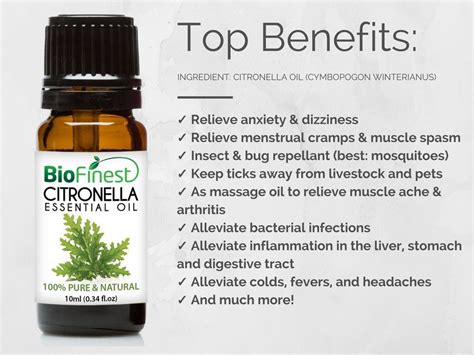 Citronella Essential Oil Is The Best Natural Insect Repellent