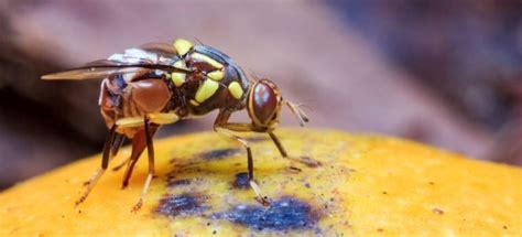 Ag Officials Take Steps Today To Eradicate Oriental Fruit Flies