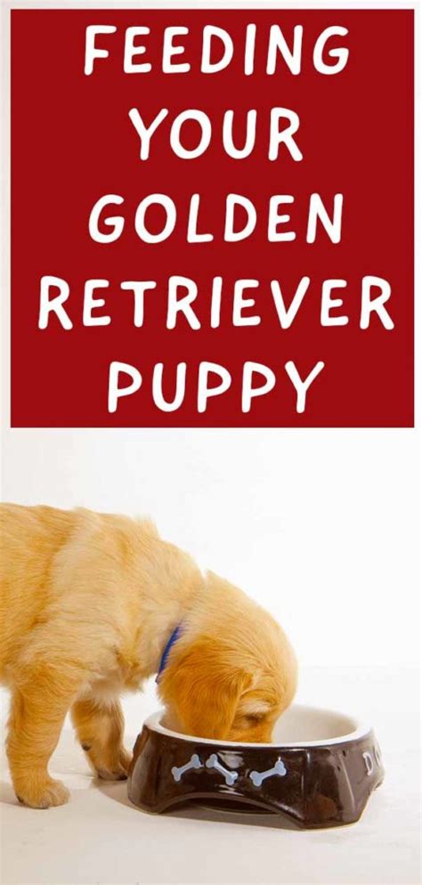 Feeding A Golden Retriever Puppy Your Goldie Feeding Guide