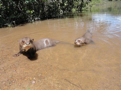 giant brazilian otter media encyclopedia of life