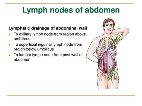 Inguinal Lymph Nodes Abdomen