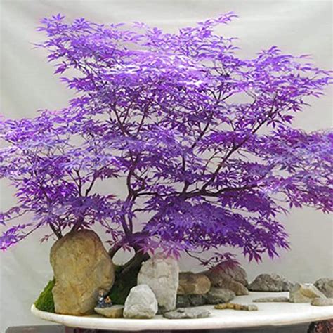 Buy Chuxay Garden Ghost Purple Leacer Palmatumjapanese Le Tree 30