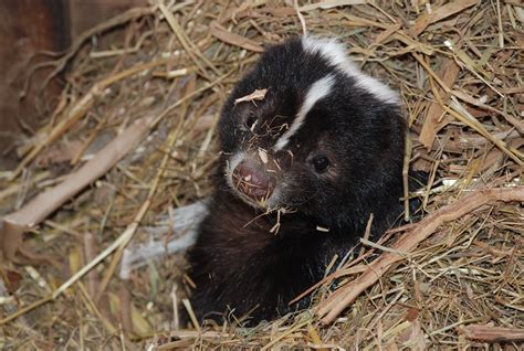 Pin By Janice On Skunks Baby Animals Baby Skunks Striped Skunk