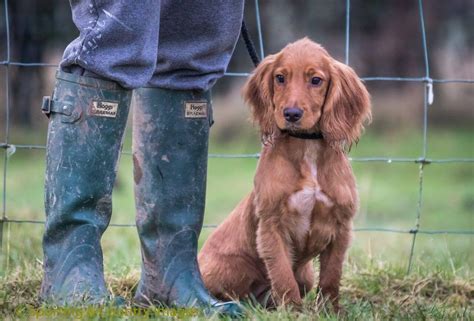 Both working and show cocker spaniels are lively dogs that love to be exercised. All You Need To Know About Cocker Spaniel Puppies Before ...