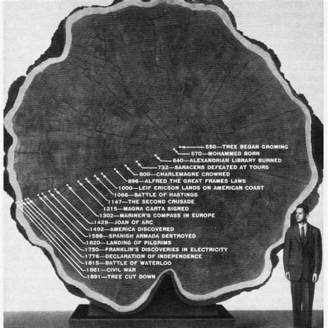 The President The World S 2nd Biggest Tree Captured In One Spectacular