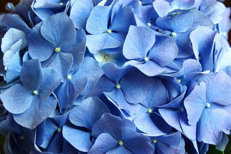 Unduh 680 Gambar Flora Warna Paling Bagus Hd Pixabay Pro