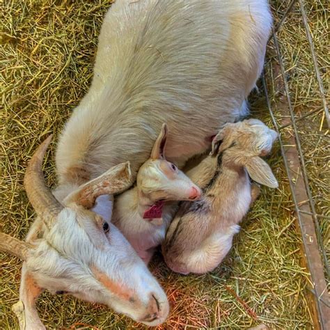 Newborn Goat Care After Birthing Grazing With Leslie