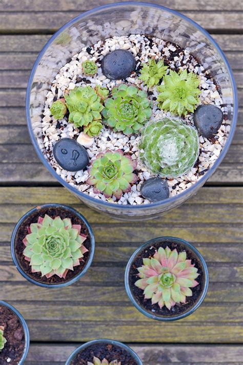 5 Tips To Care For Your Indoor Succulents Hey Rita