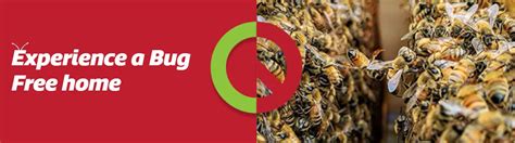 Bees Pest Control Sydney In Just 109 Bees Control Bug Free Call Now