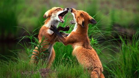 Two Red Foxes Fighting Everythingfoxes