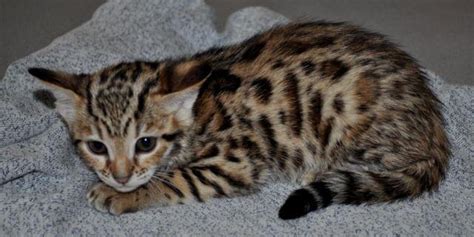 All of my bengal cats and kittens are raised at home with tender loving care underfoot. F2 Bengal female kitten for Sale in Tallahassee, Florida ...