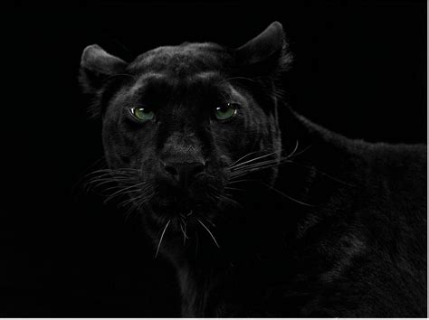 Green Eyes By Florence Merlote Black Panther Animals Panther