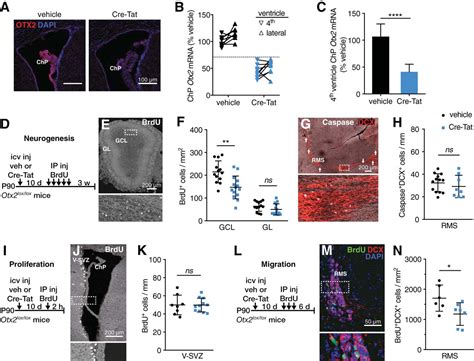 Otx2 Signals From The Choroid Plexus To Regulate Adult Neurogenesis