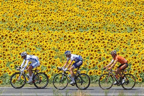 Biking Through Fields Of Sunflowers Tour De France France Dream