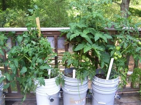 I can't recall what variety i planted but it was a bush variety, and according to the and how often did you have to water in your zone? 5 Gallon Self-Watering Tomato Container | DIY projects for ...