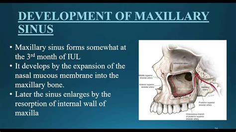 Basis Sciences Part I Growth And Development Of Maxilla And Mandible