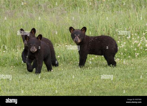 American Black Bear Cubs Ursus Americanus Summer Near Thunder Bay